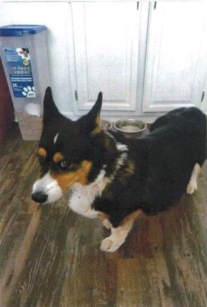 Corgi